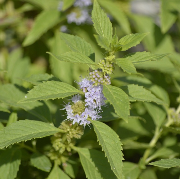 Meet your Posher, Ashleigh - Picture 2 of 2